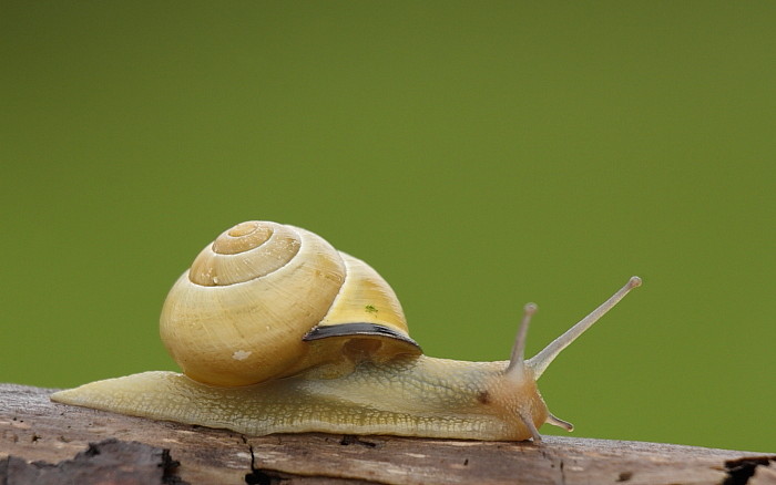 Hainbänderschnecke