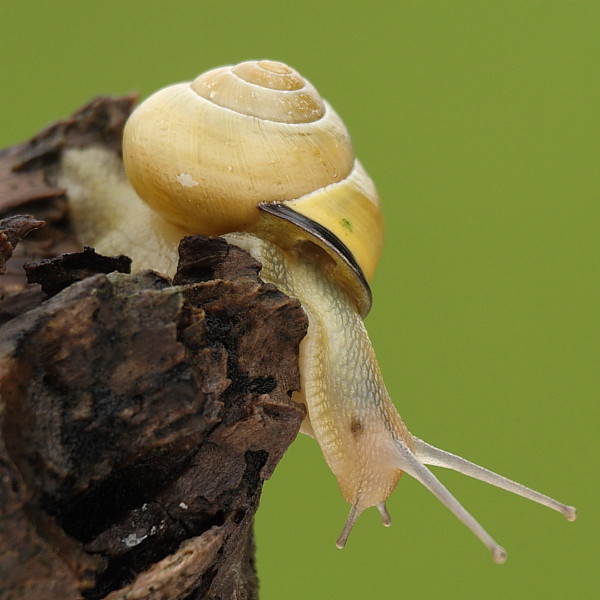 Hainbänderschnecke