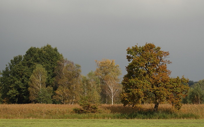 Herbst im Schweizerried