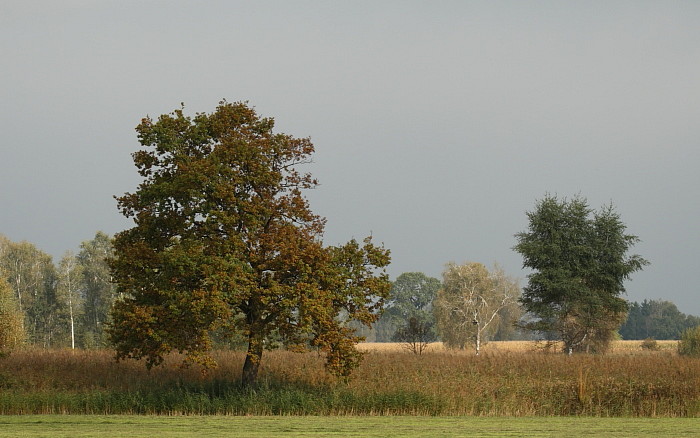 Herbst im Schweizerried