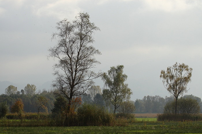 Herbst im Schweizerried