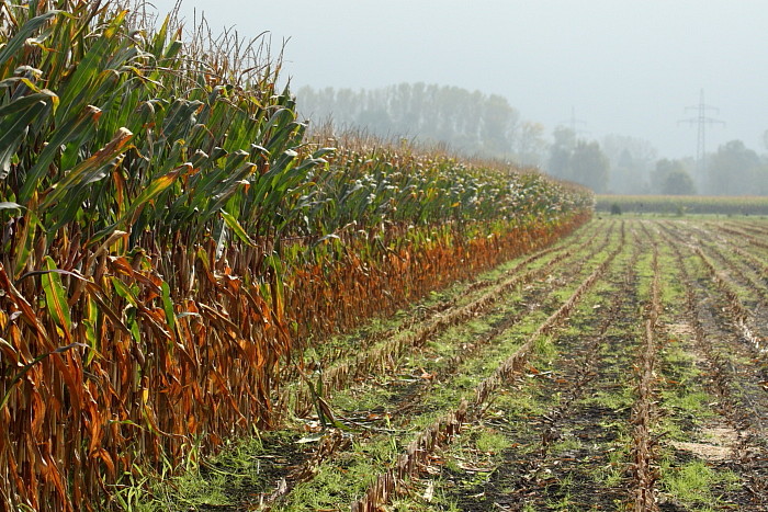 Herbst im Schweizerried