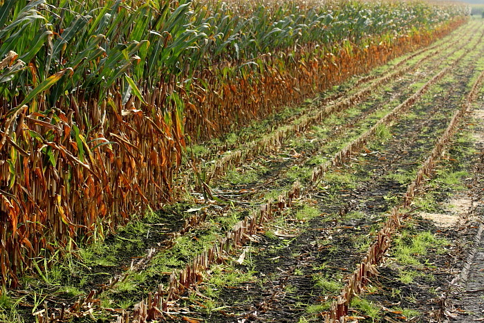 Herbst im Schweizerried