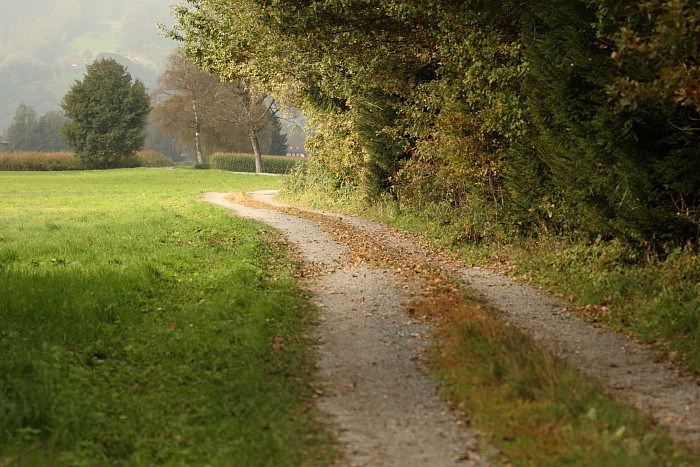 Herbst im Schweizerried