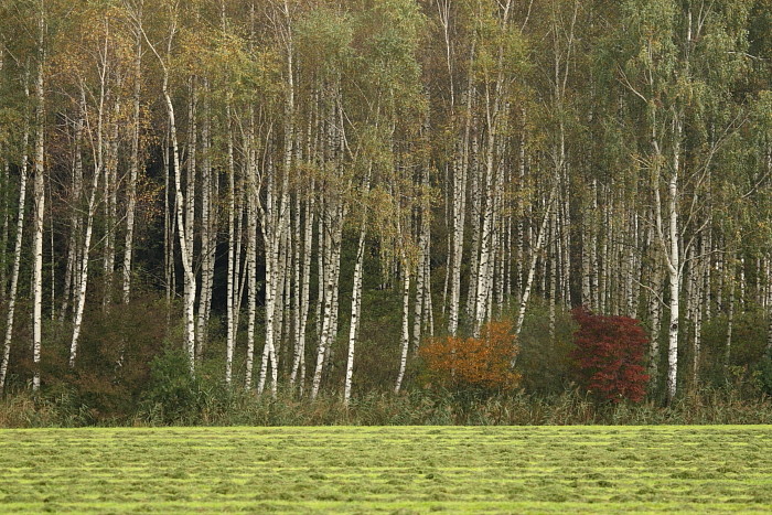 Herbst im Schweizerried