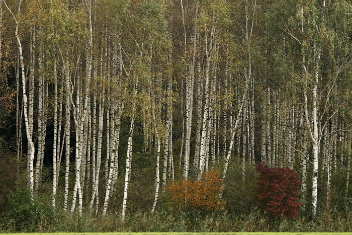 Herbst im Schweizerried