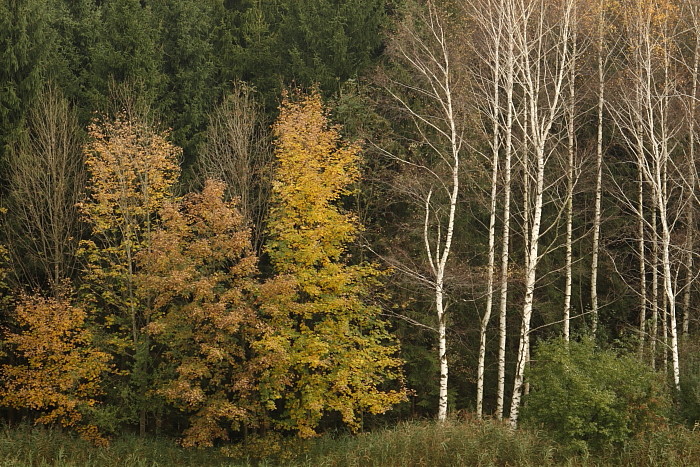 Herbst im Schweizerried