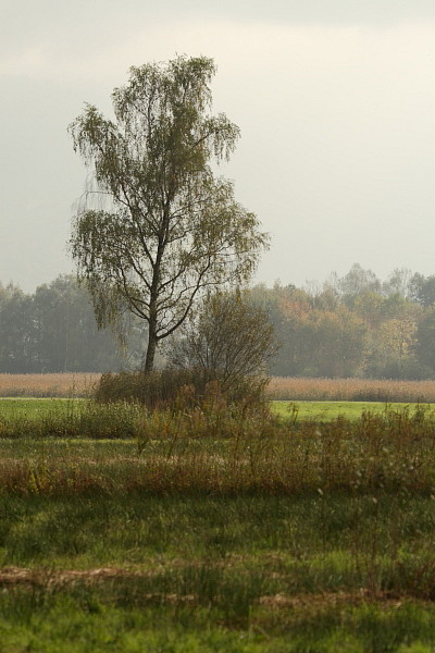 Herbst im Schweizerried