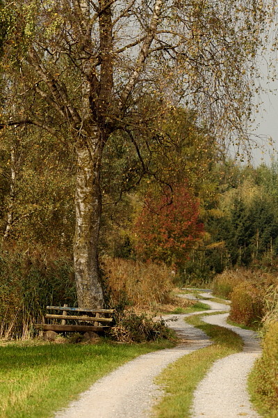 Herbst im Schweizerried