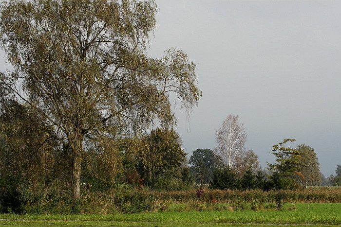 Herbst im Schweizerried