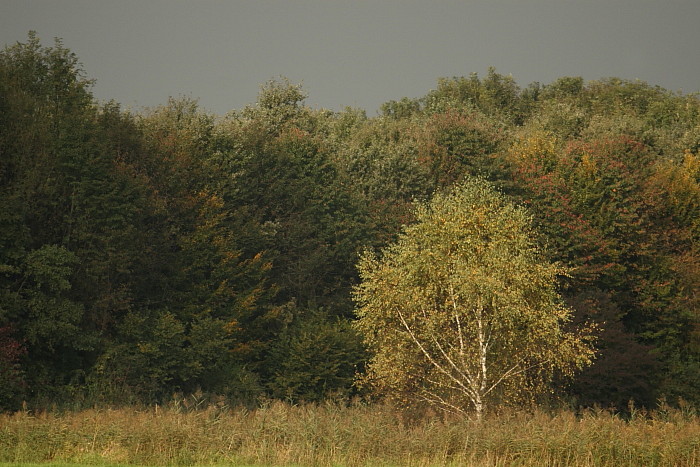 Herbst im Schweizerried