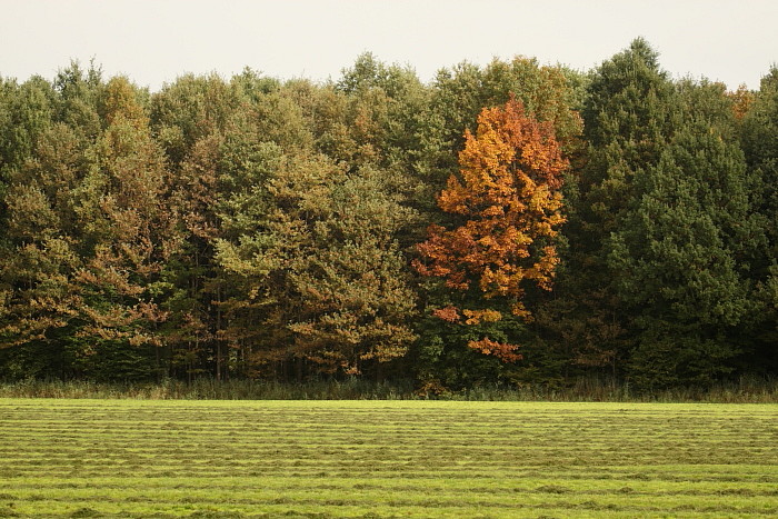 Herbst im Schweizerried
