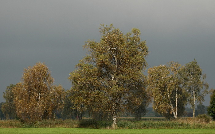 Herbst im Schweizerried