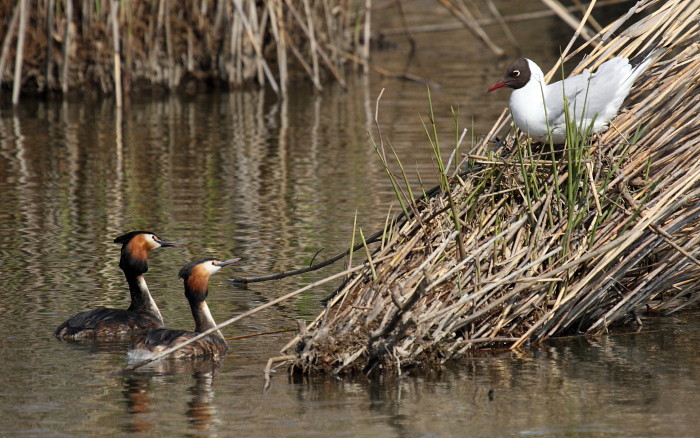 Lachmöwe und Haubentaucher
