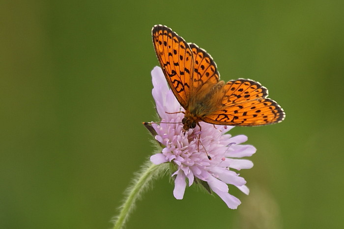 Großer Perlmutterfalter