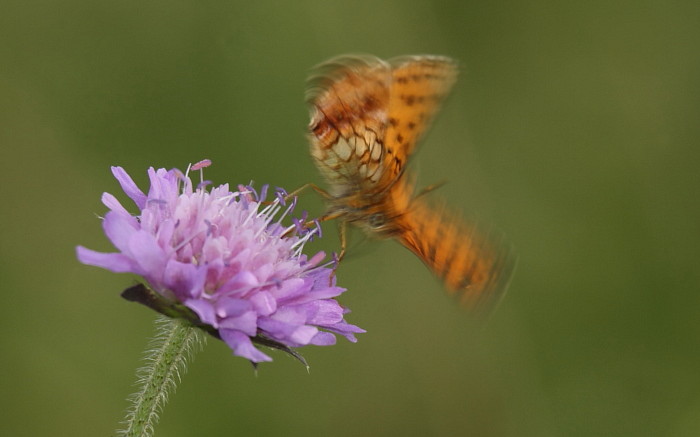 Großer Perlmutterfalter