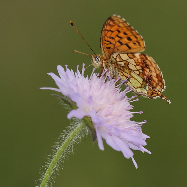 Großer Perlmutterfalter
