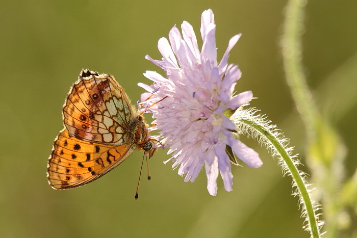 Großer Perlmutterfalter