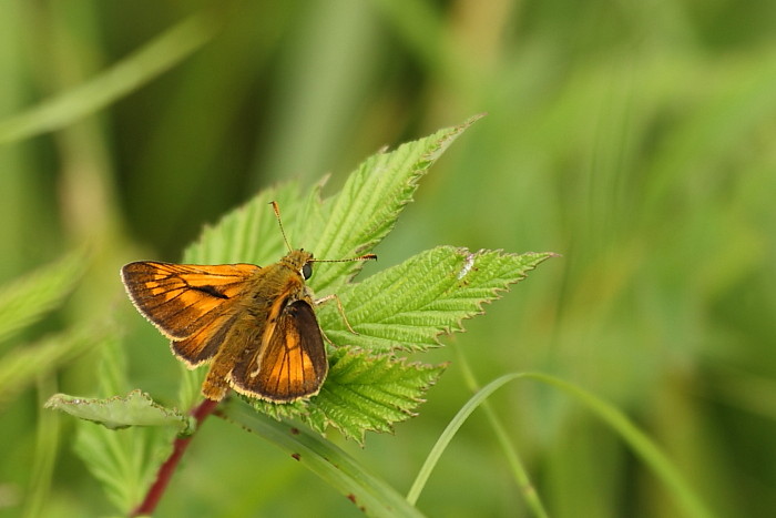 Rostfarbener Dickkopffalter