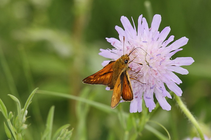 Rostfarbener Dickkopffalter