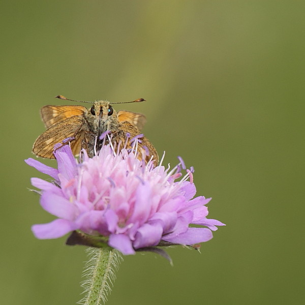 Rostfarbener Dickkopffalter