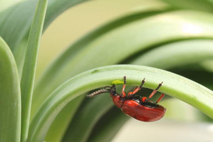 Maiglöckchenhänchen