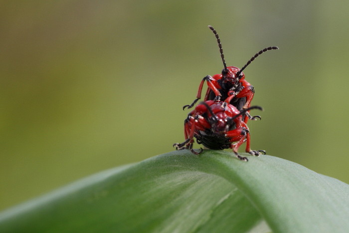 Maiglöckchenhänchen
