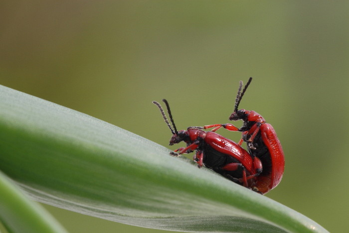 Maiglöckchenhänchen