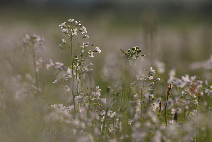 Wiesenschaumkraut