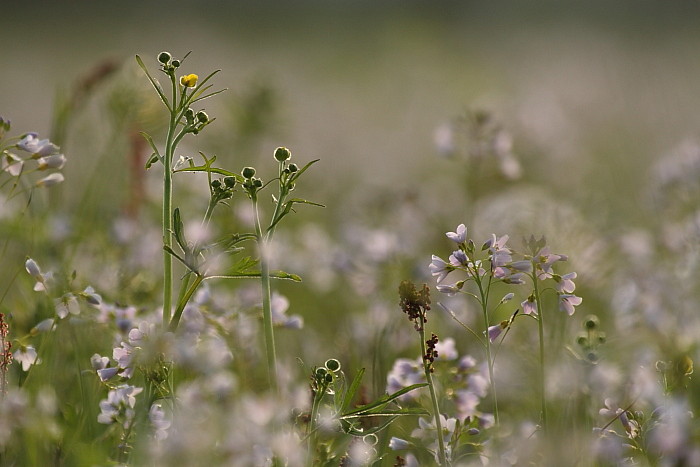 Wiesenschaumkraut