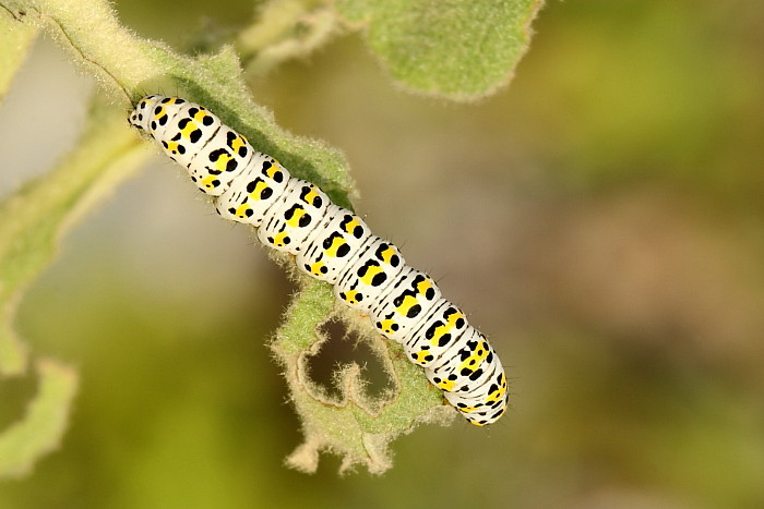 Raupe des Wollkrautmönches