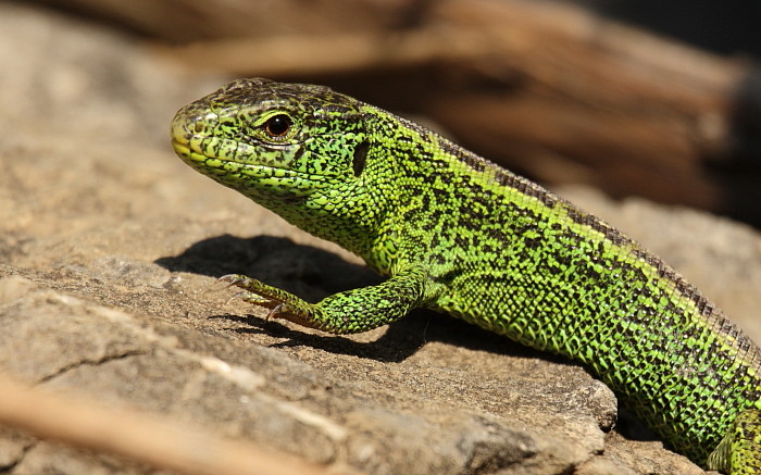 Zauneidechse männlich