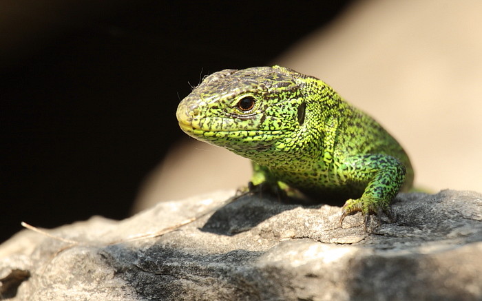 Zauneidechse männlich