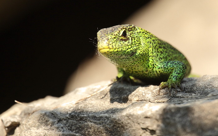 Zauneidechse männlich