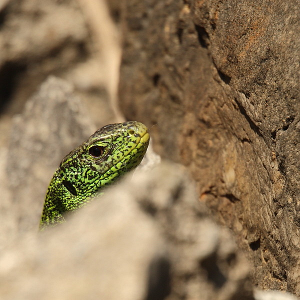 Zauneidechse männlich