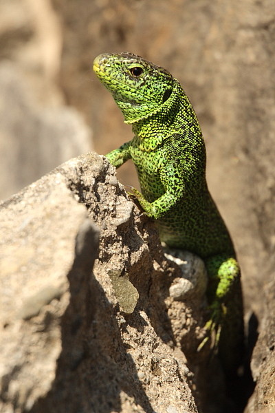 Zauneidechse männlich