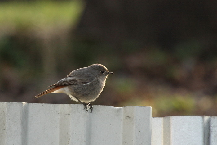 Gartenrotschwanz weiblich