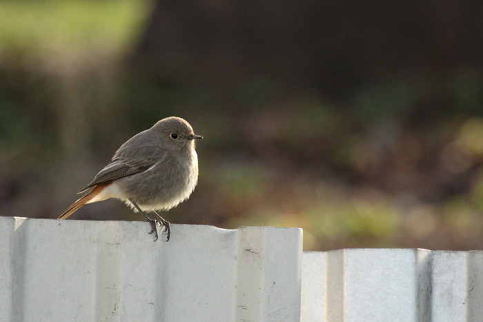Gartenrotschwanz weiblich