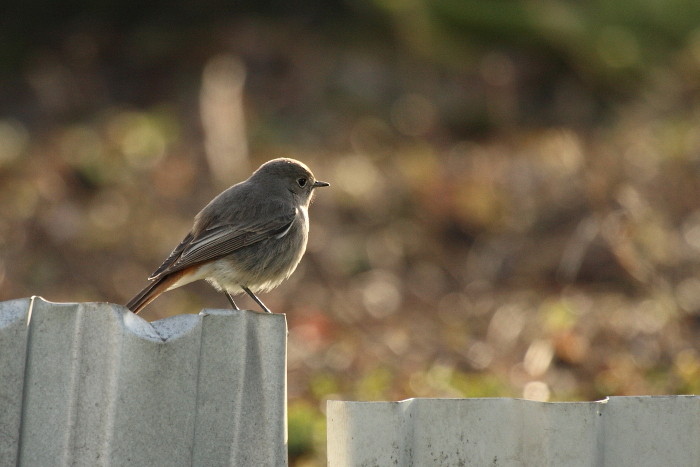 Gartenrotschwanz weiblich
