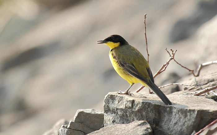 Maskierte Schafstelze