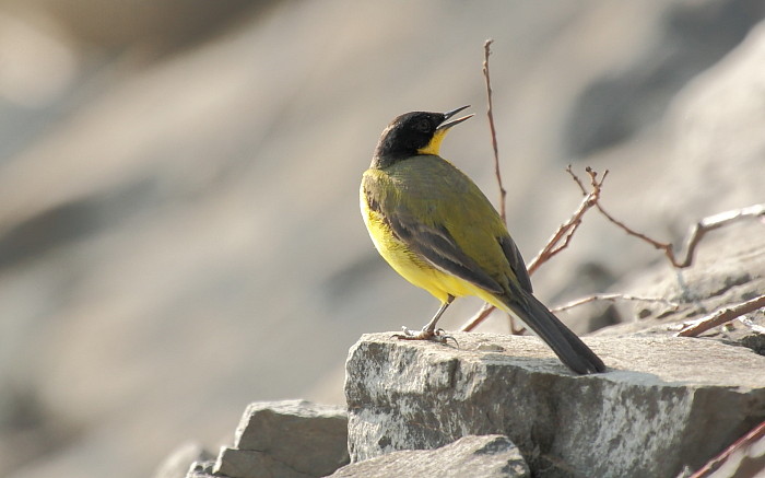 Maskierte Schafstelze