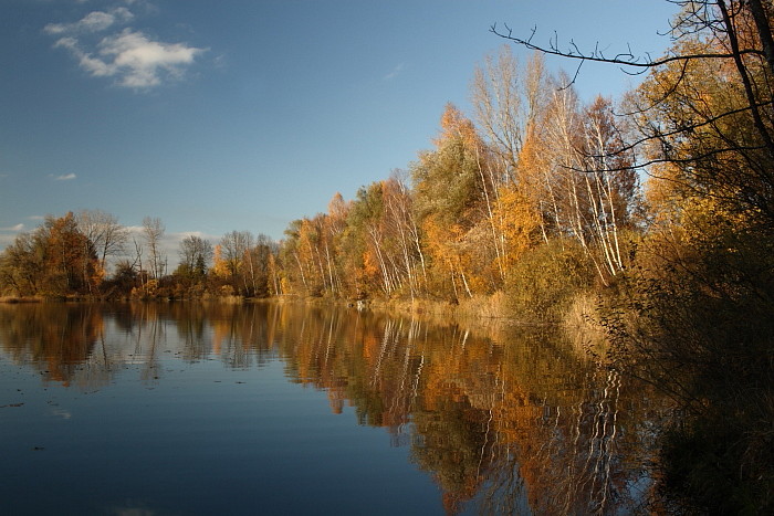 Herbstliche Rheinauen Hohenems