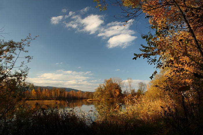 Herbstliche Rheinauen Hohenems