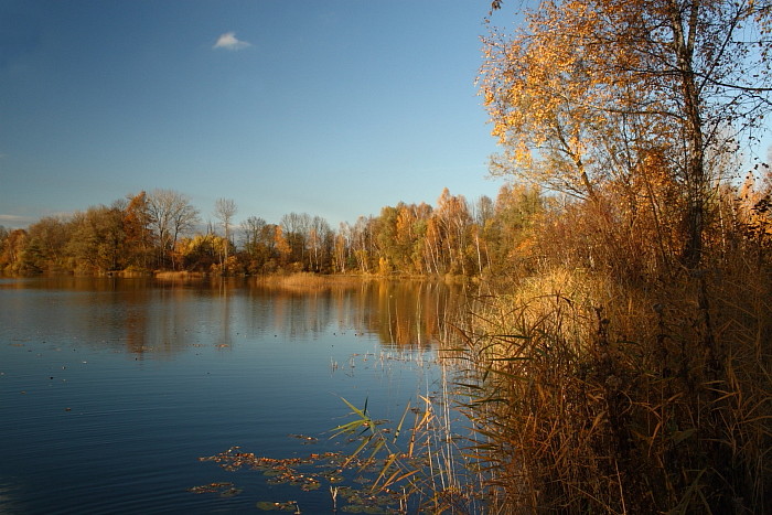 Herbstliche Rheinauen Hohenems