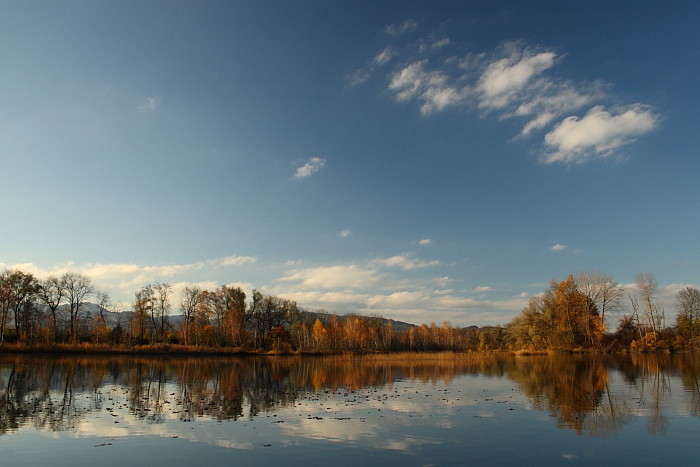 Herbstliche Rheinauen Hohenems