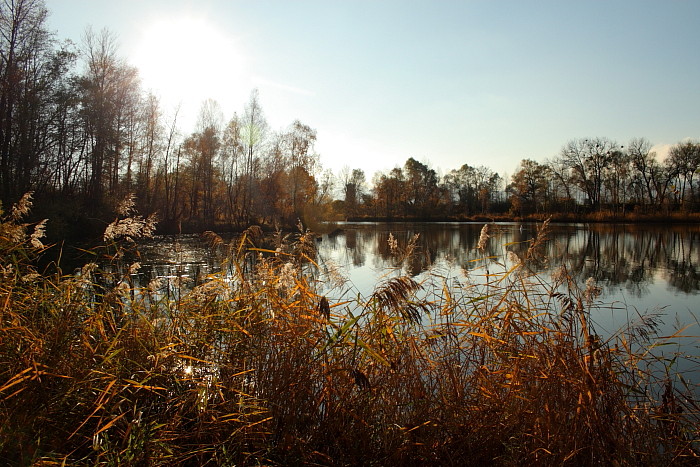 Herbstliche Rheinauen Hohenems