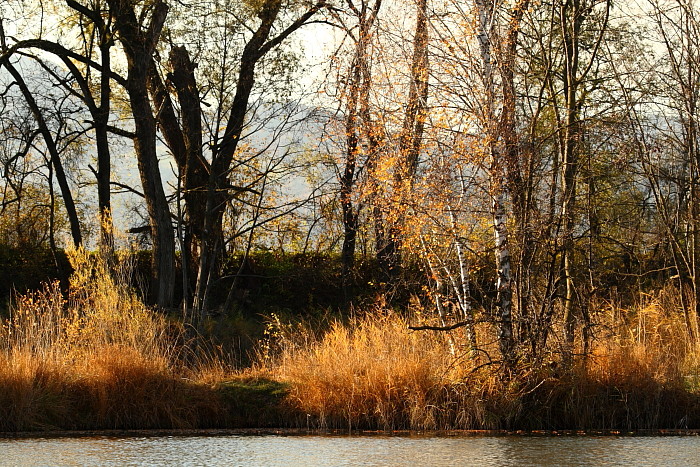 Herbstliche Rheinauen Hohenems