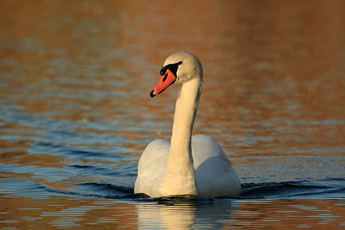 Höckerschwan in den herbstlichen Rheinauen Hohenems