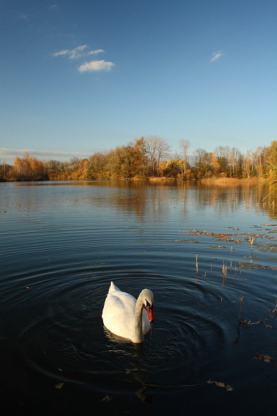 Höckerschwan in den herbstlichen Rheinauen Hohenems