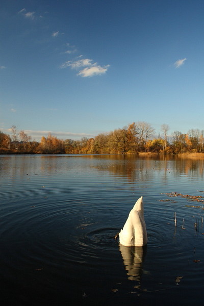Höckerschwan in den herbstlichen Rheinauen Hohenems